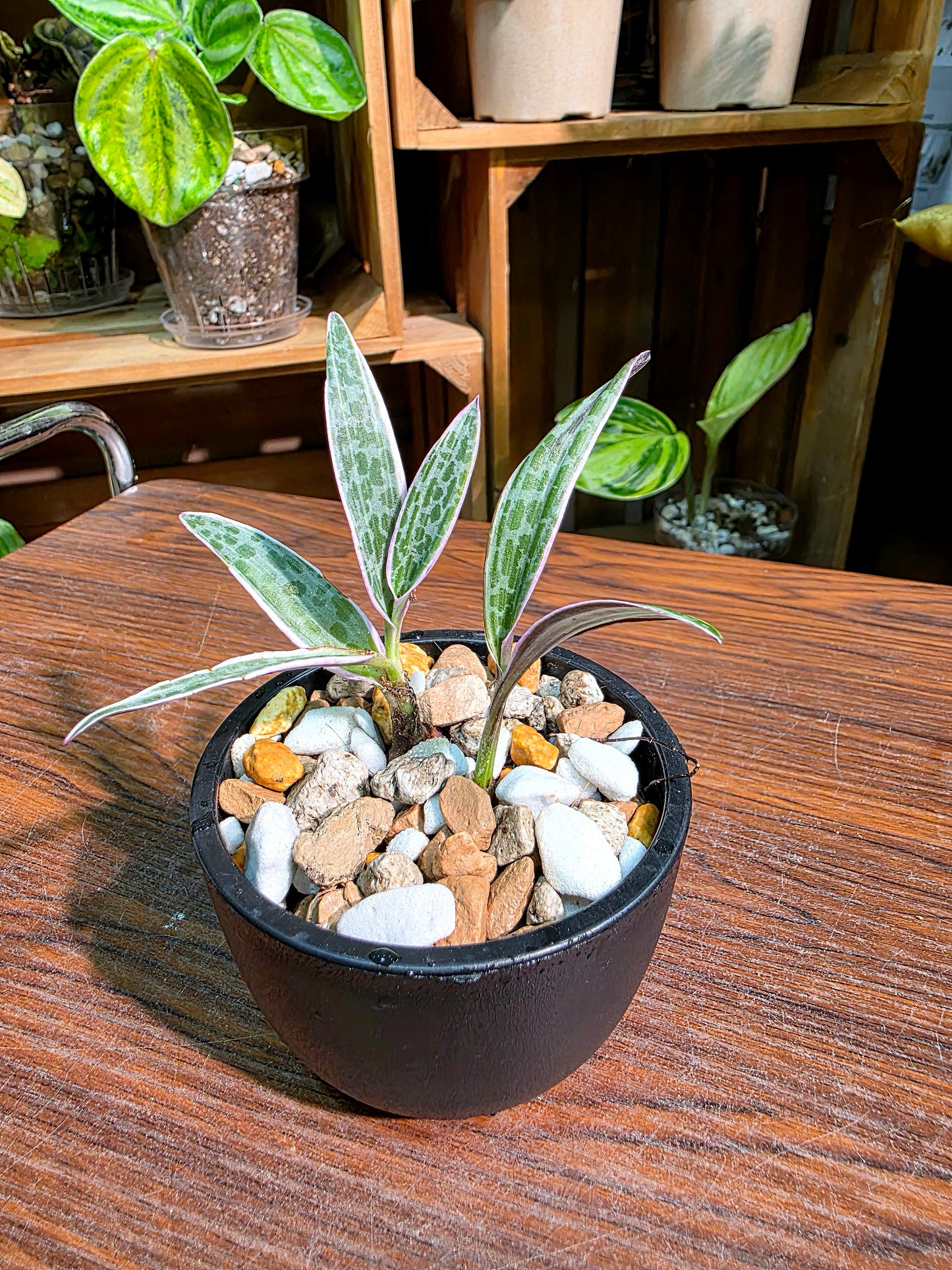 Ledebouria socialis variegated 斑葉油點百合