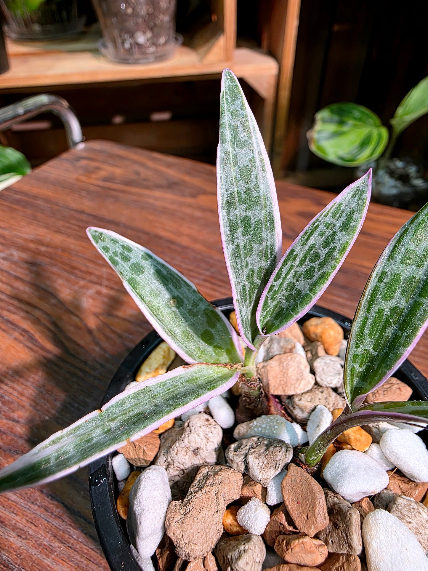 Ledebouria socialis variegated 斑葉油點百合