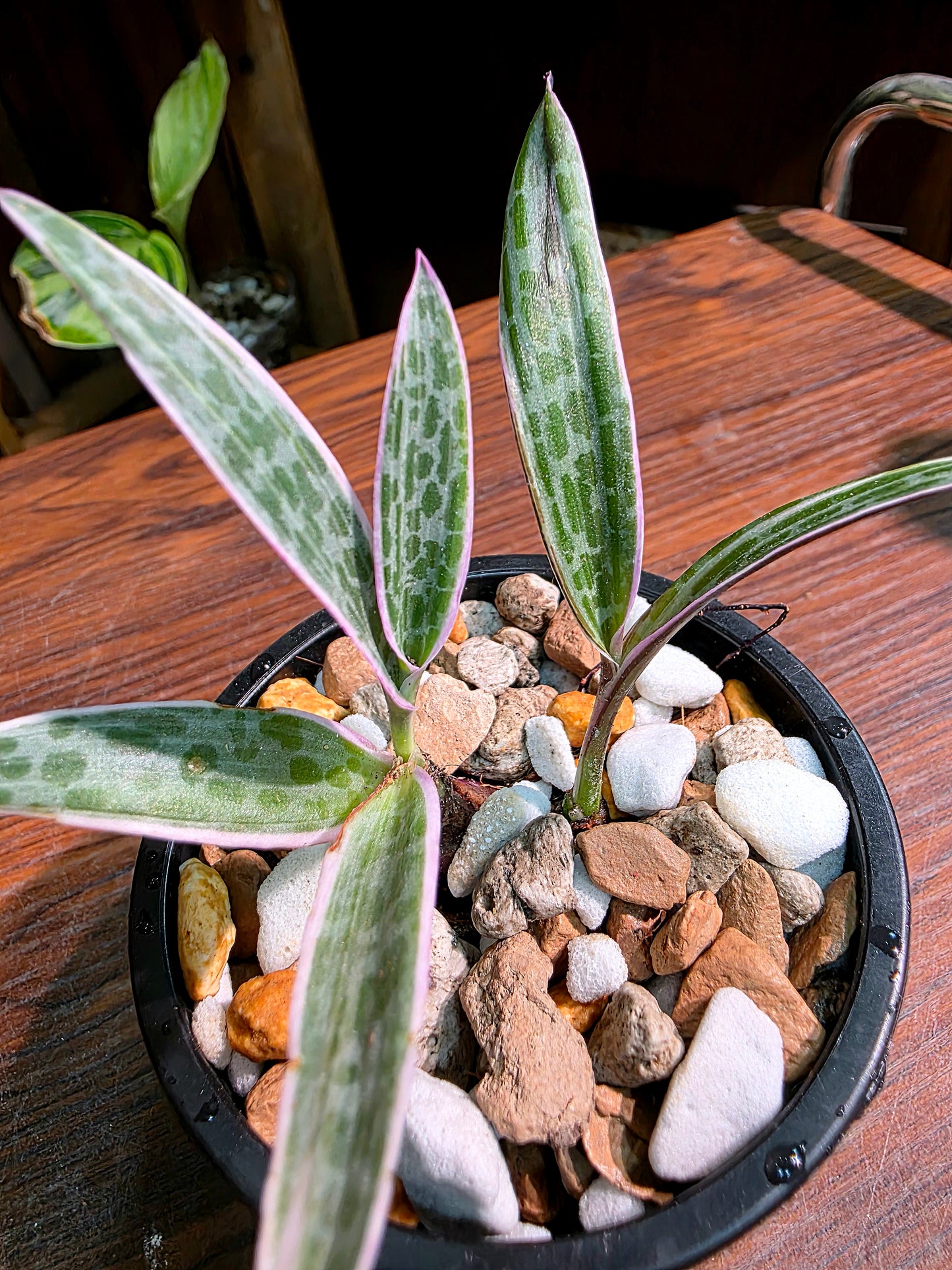 Ledebouria socialis variegated 斑葉油點百合