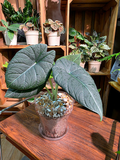 Alocasia melo 哈密瓜海芋