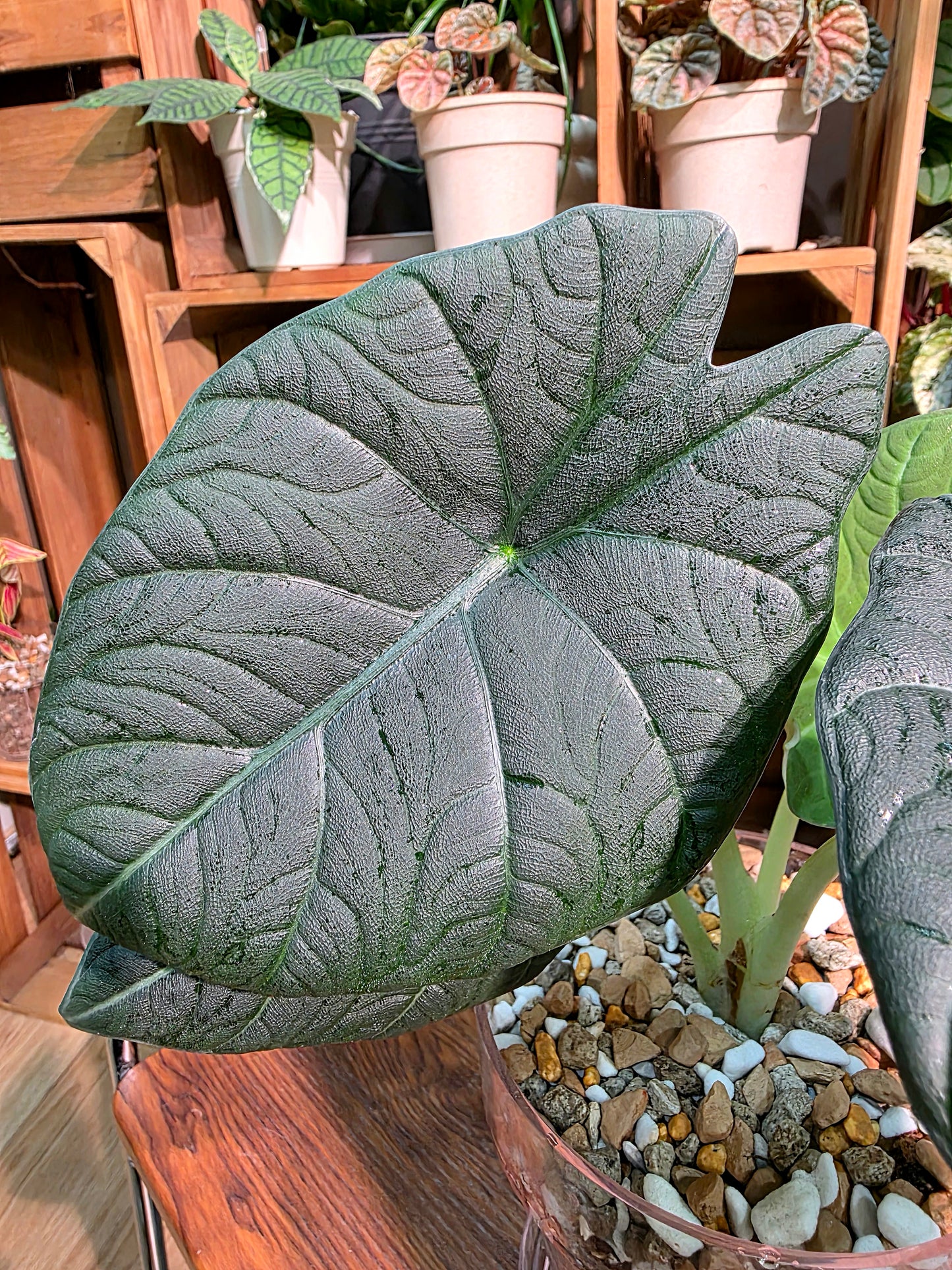 Alocasia melo 哈密瓜海芋