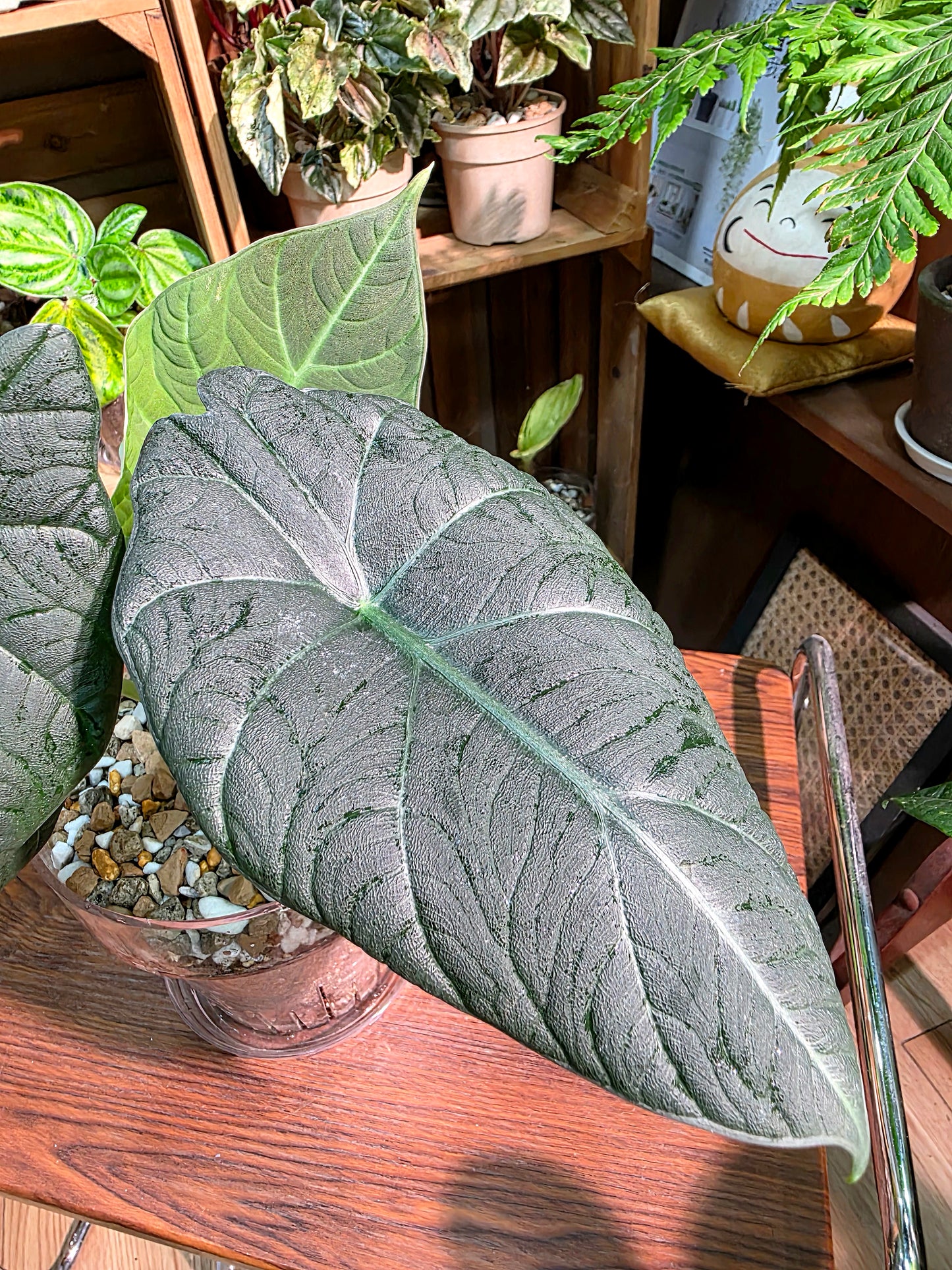 Alocasia melo 哈密瓜海芋