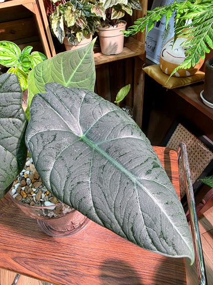 Alocasia melo 哈密瓜海芋