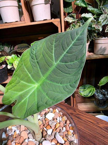 Alocasia melo 哈密瓜海芋