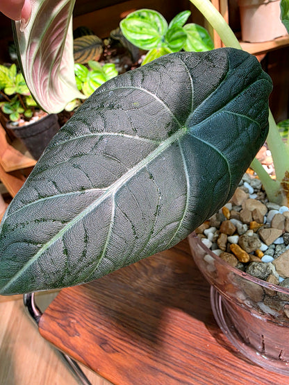 Alocasia melo 哈密瓜海芋