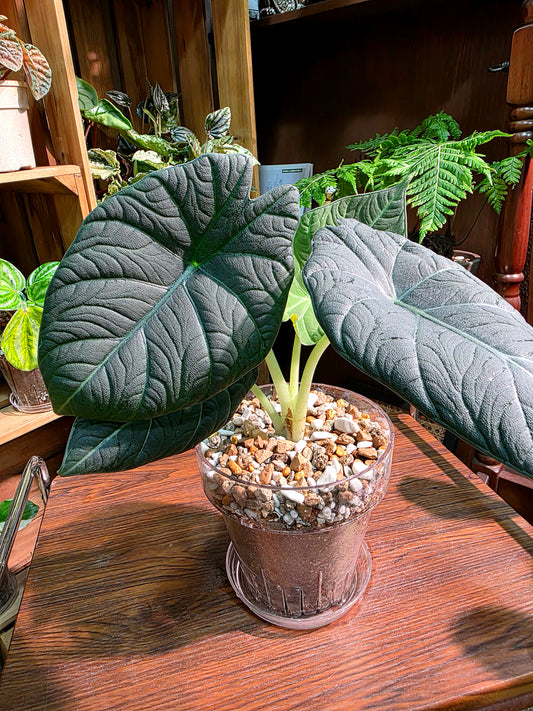 Alocasia melo 哈密瓜海芋