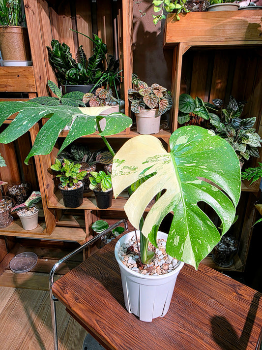 Monstera thai constellation 灑金龜背竹