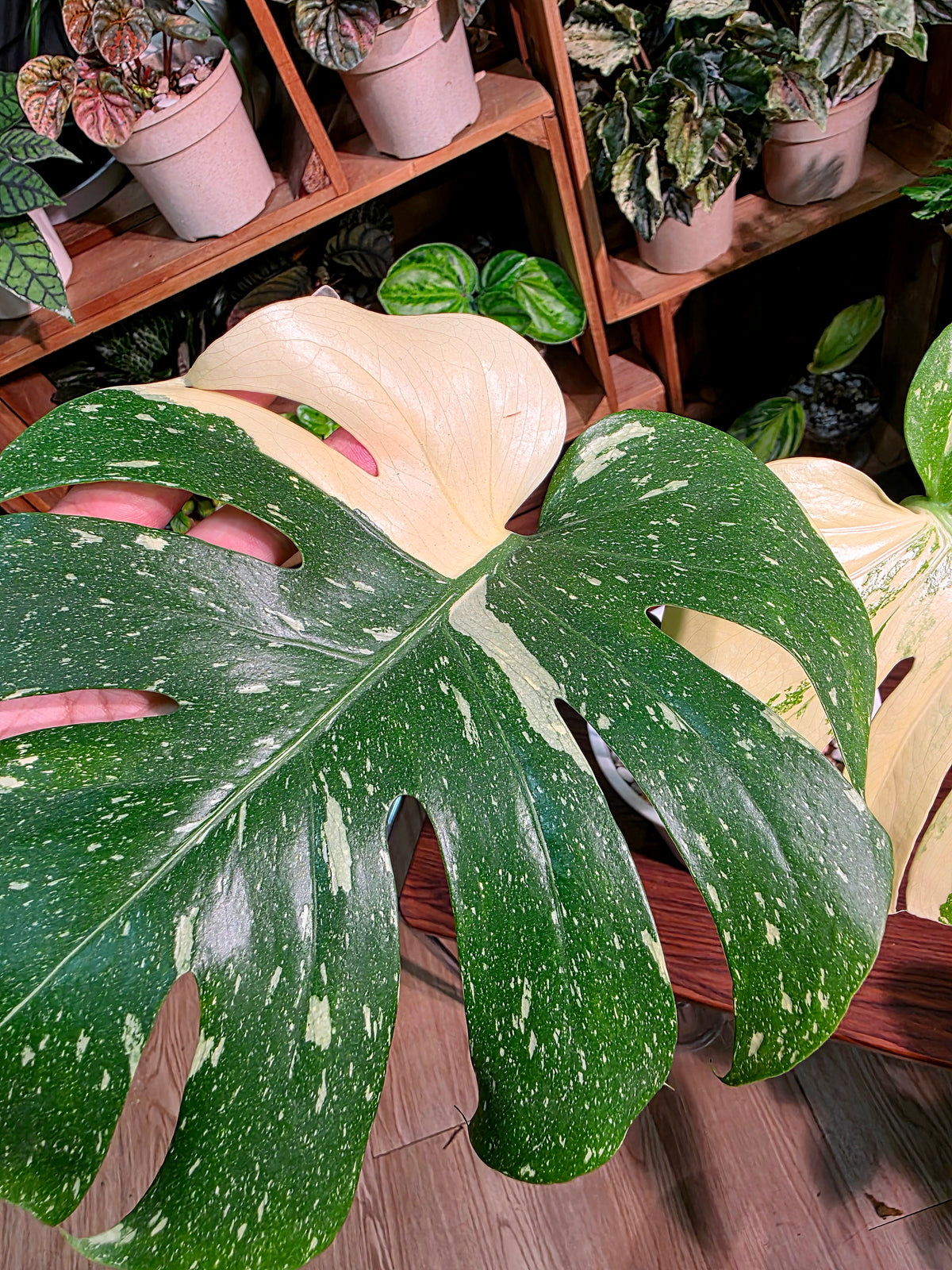 Monstera Thai Constellation