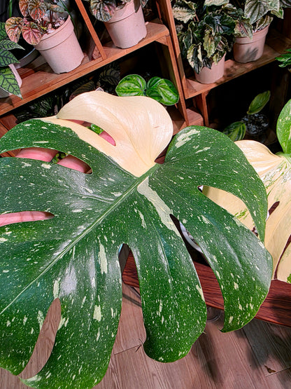Monstera Thai Constellation