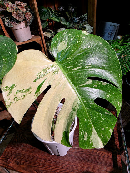 Monstera Thai Constellation