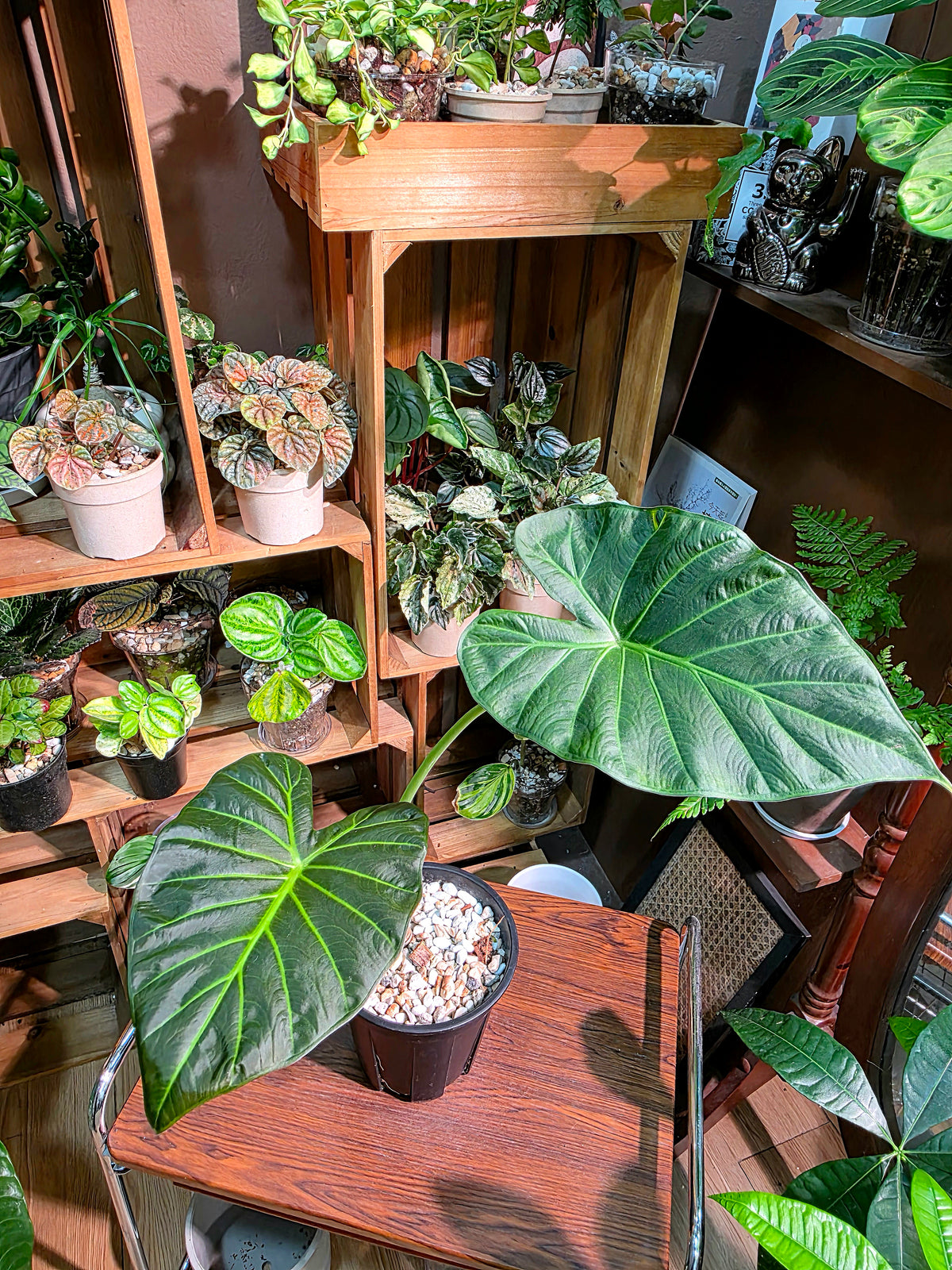 Alocasia regal shields
