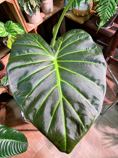 Alocasia regal shields