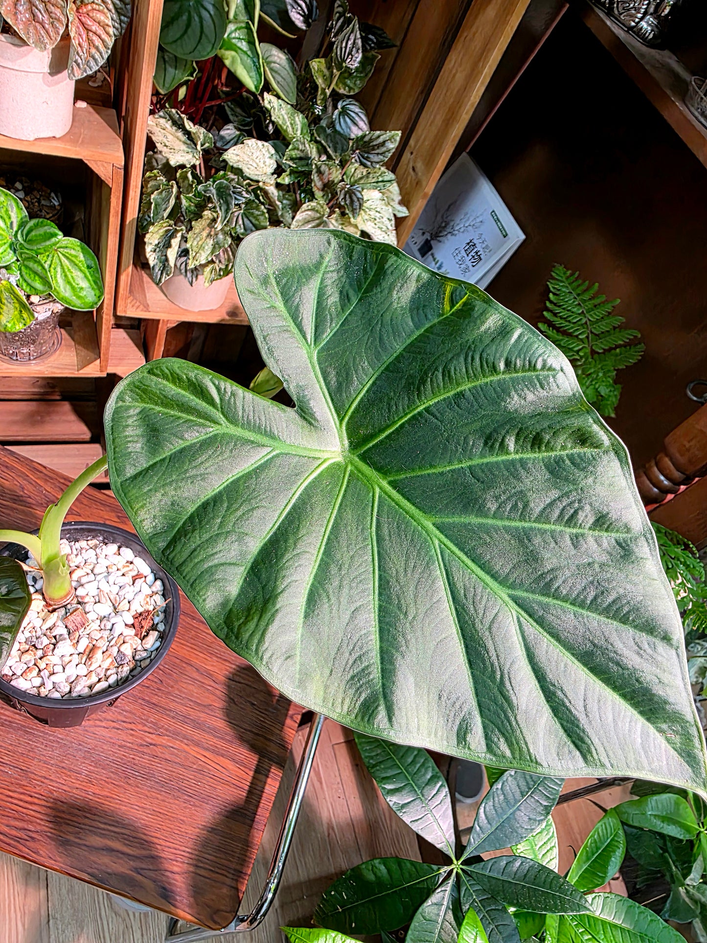 Alocasia regal shields