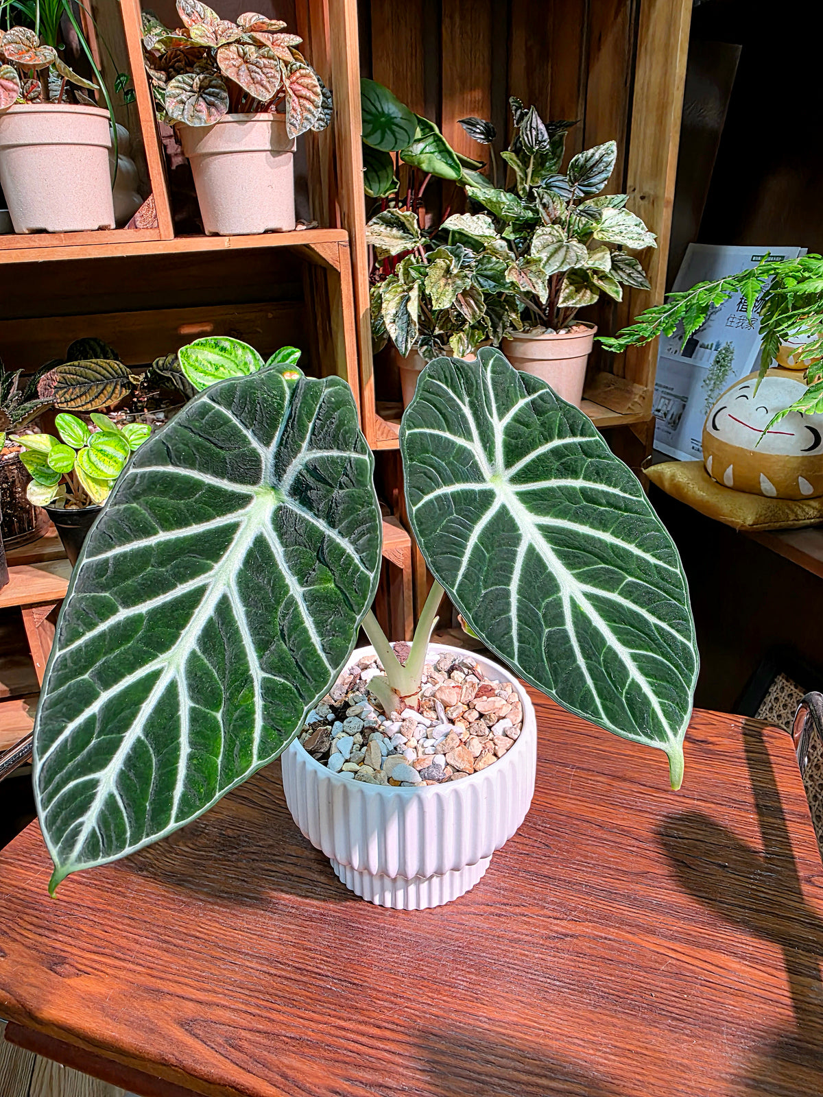 Alocasia ninja