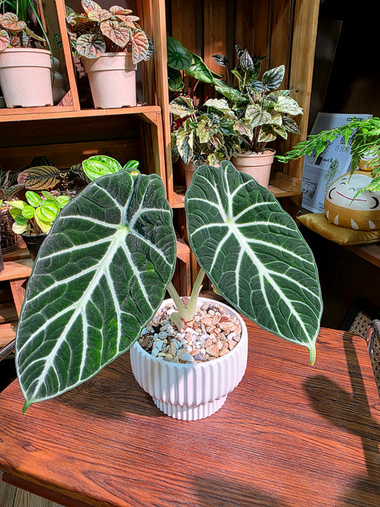 Alocasia ninja 忍者海芋