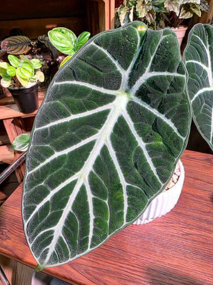 Alocasia ninja