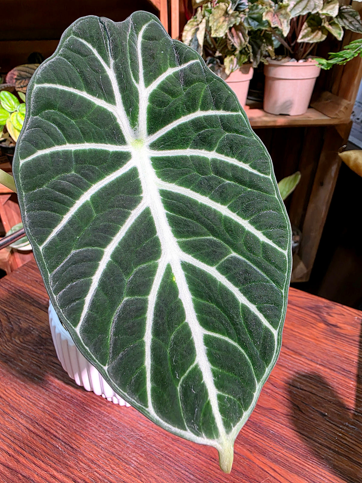 Alocasia ninja