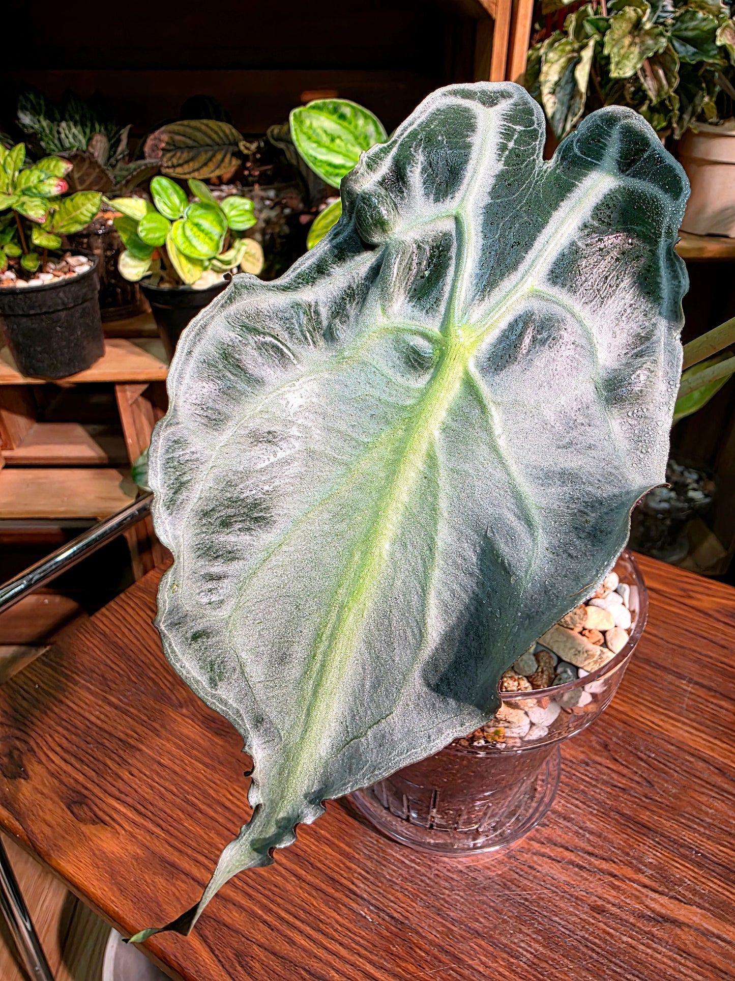 Alocasia venom 毒液海芋