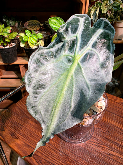 Alocasia venom 毒液海芋