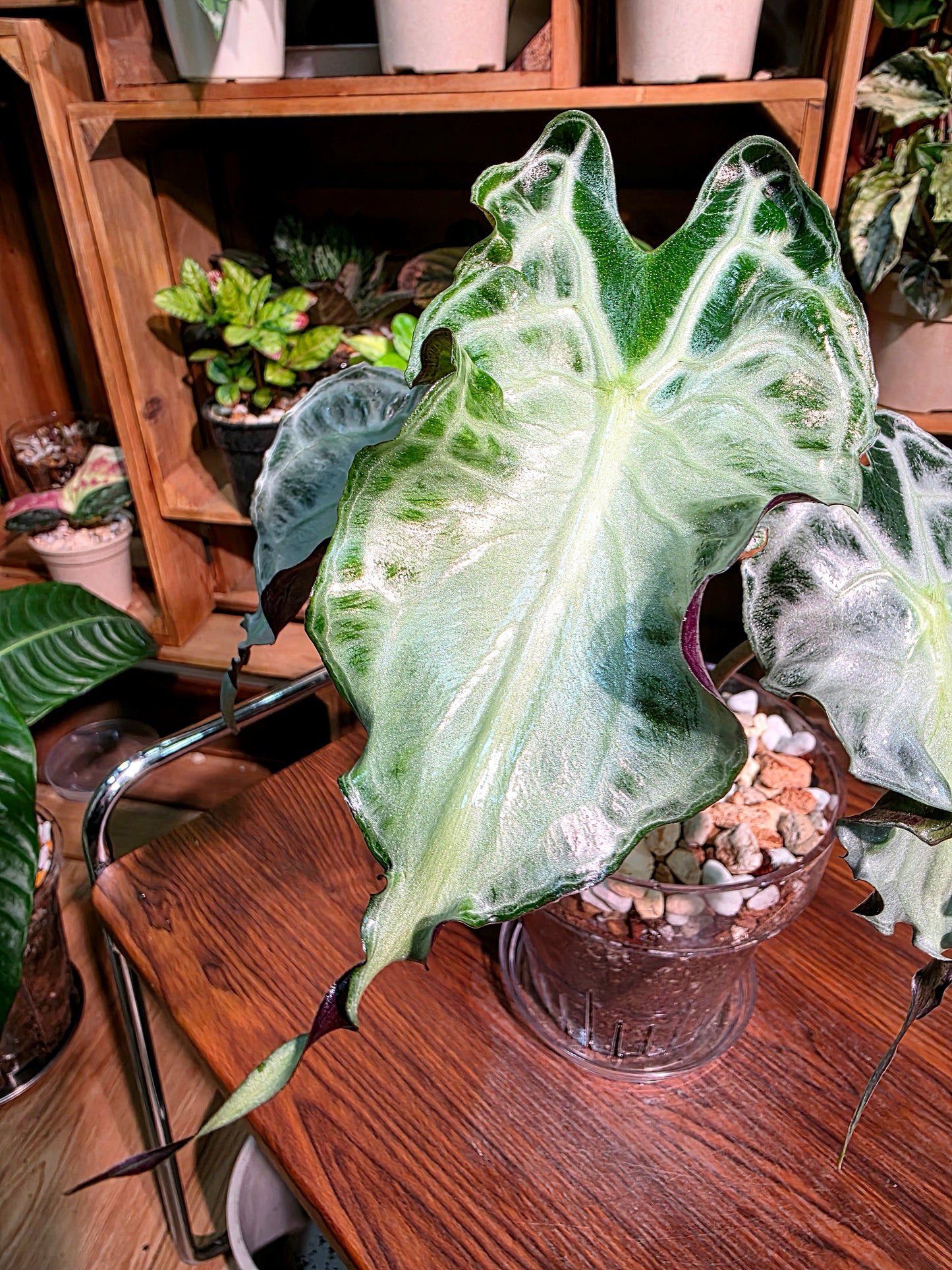 Alocasia venom 毒液海芋