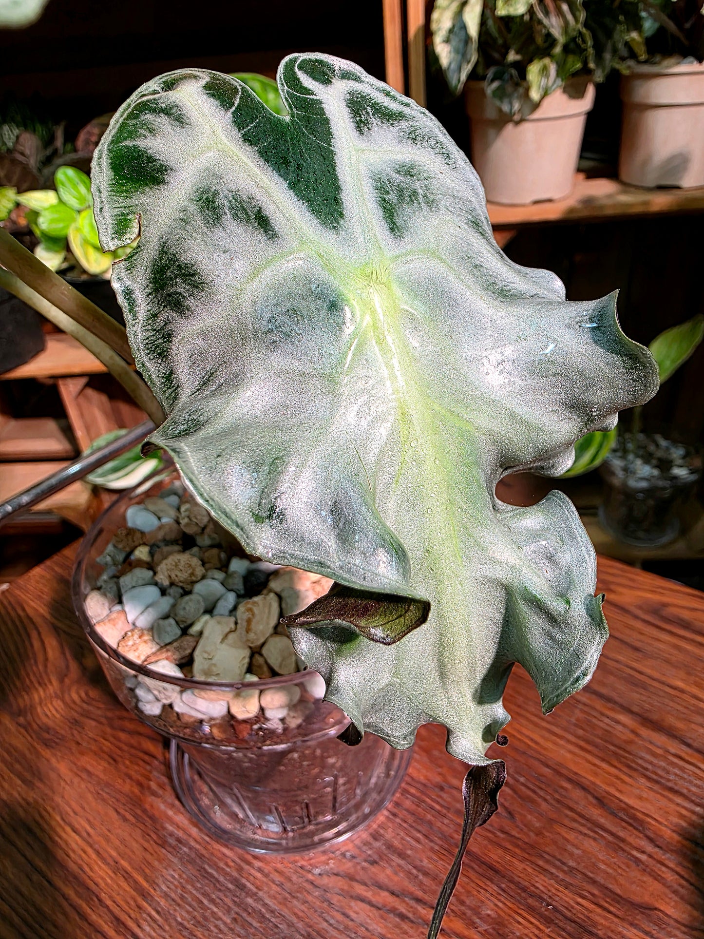Alocasia venom 毒液海芋
