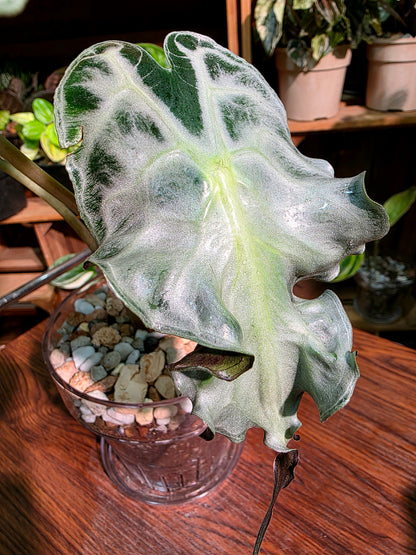 Alocasia venom 毒液海芋