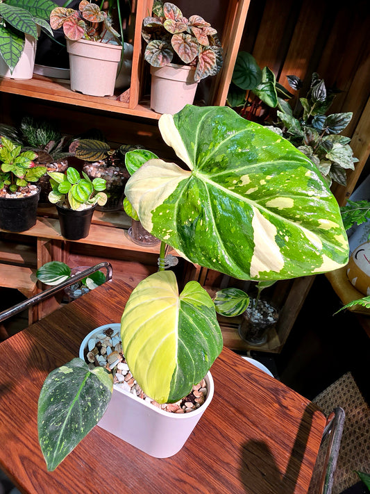 Philodendron gloriosum variegated 斑葉錦緞蔓綠絨