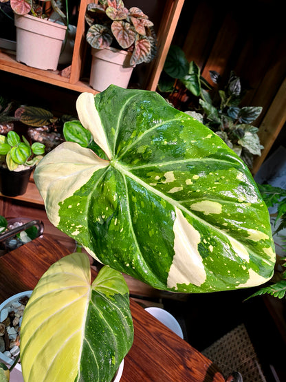 Philodendron gloriosum variegated