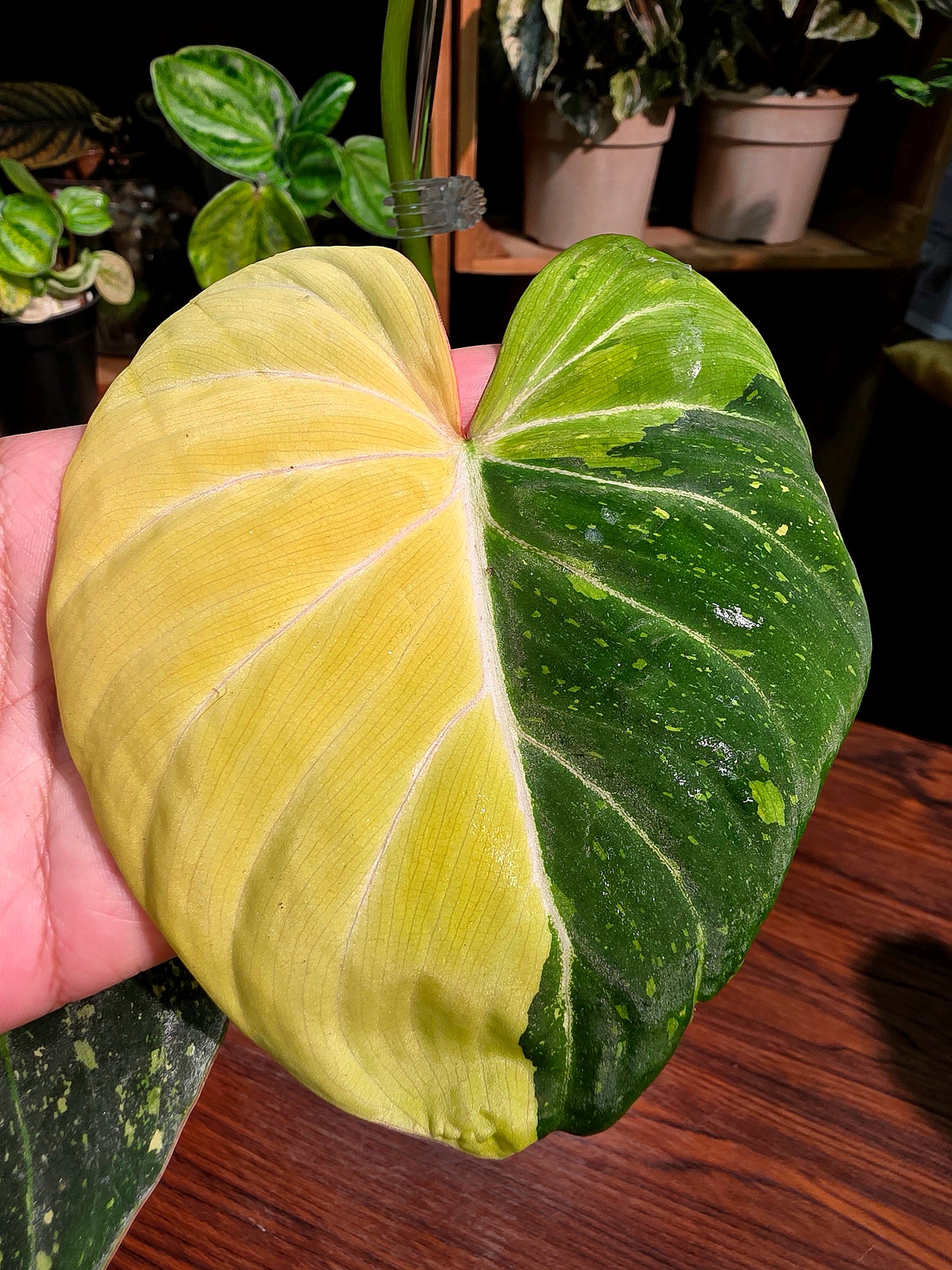 Philodendron gloriosum variegated