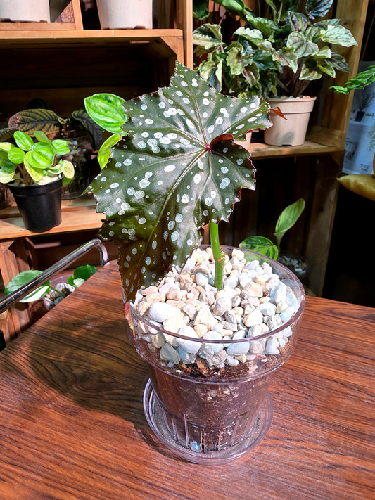 Begonia Chocolate Cone 巧克力甜筒秋海棠