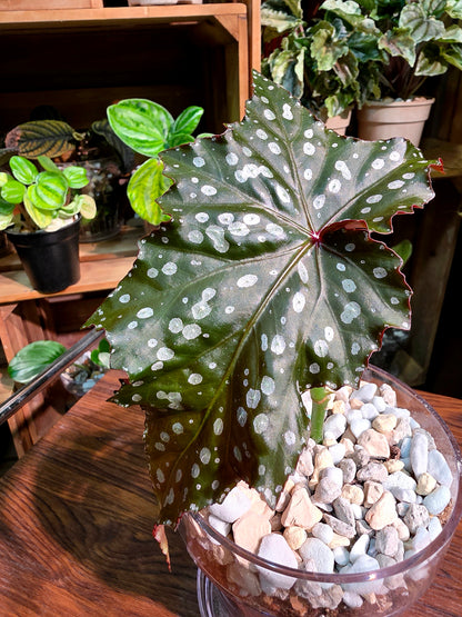 Begonia Chocolate Cone
