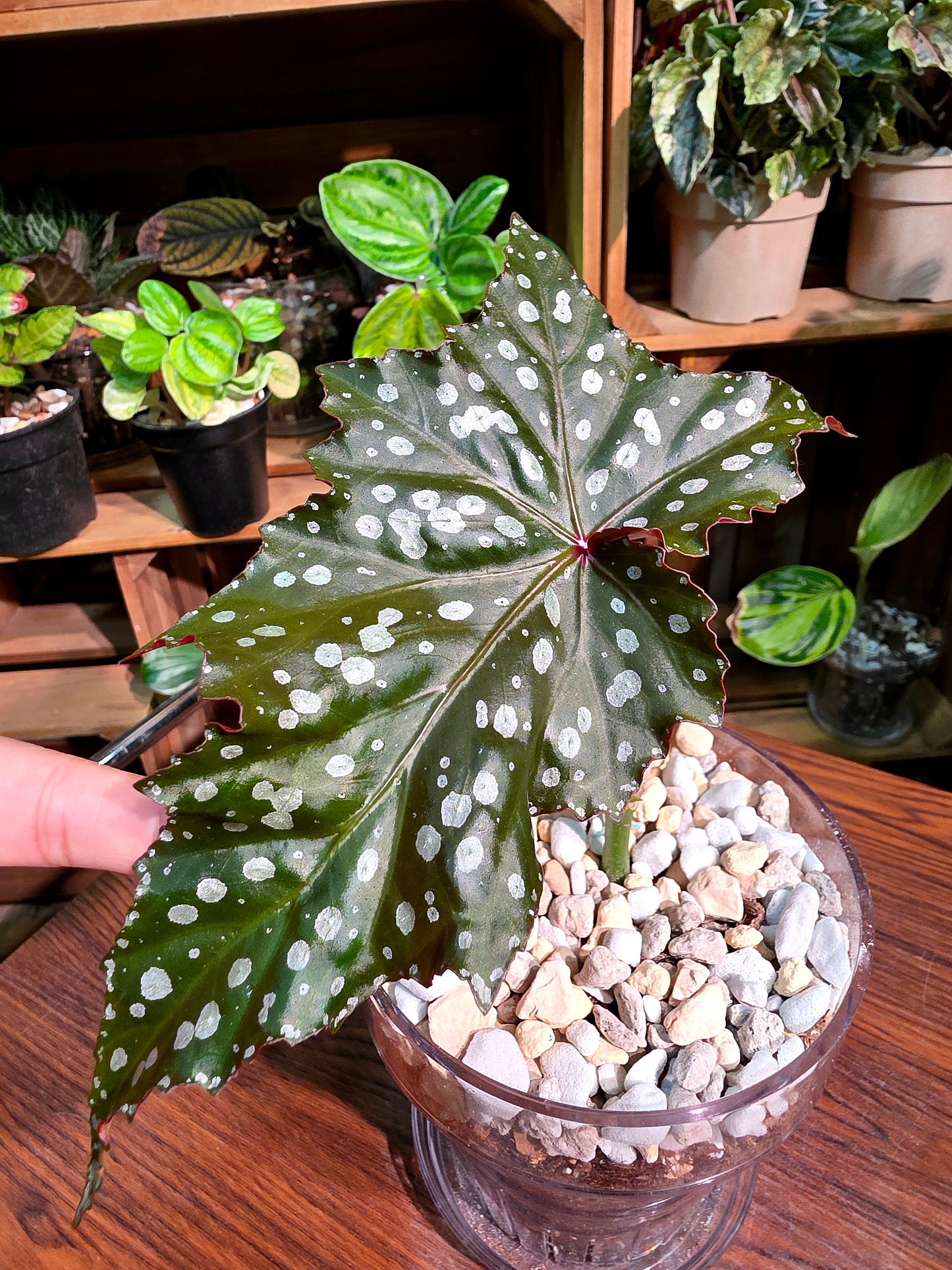 Begonia Chocolate Cone