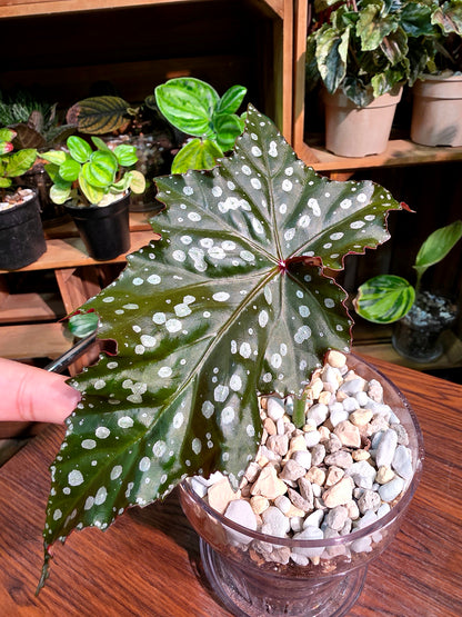 Begonia Chocolate Cone
