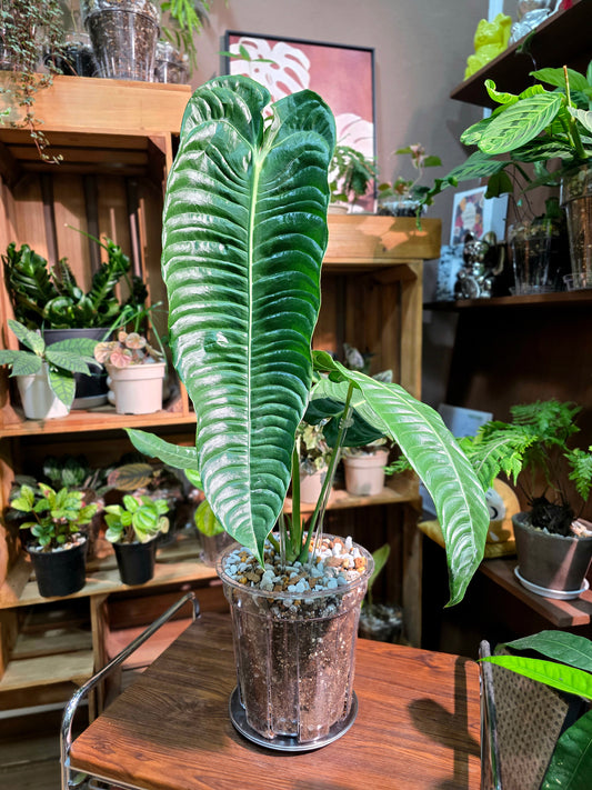 Anthurium veitchii 火鶴王