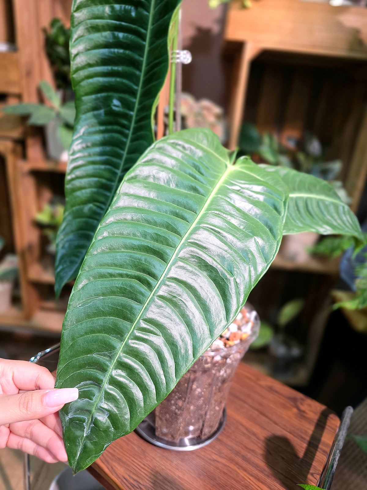 Anthurium veitchii (King Anthurium)