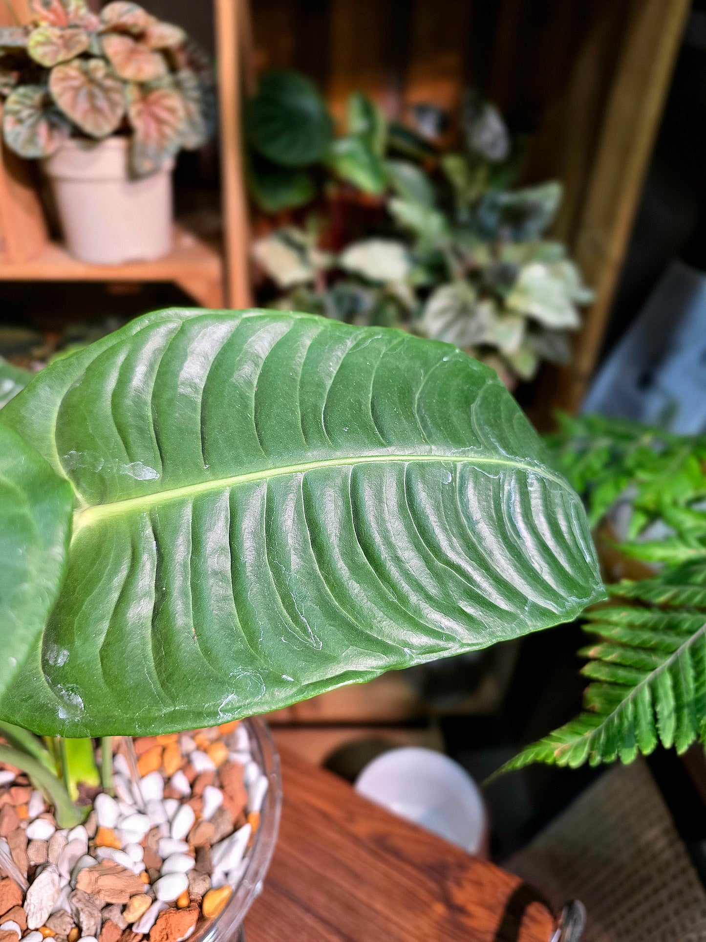 Anthurium veitchii (King Anthurium)