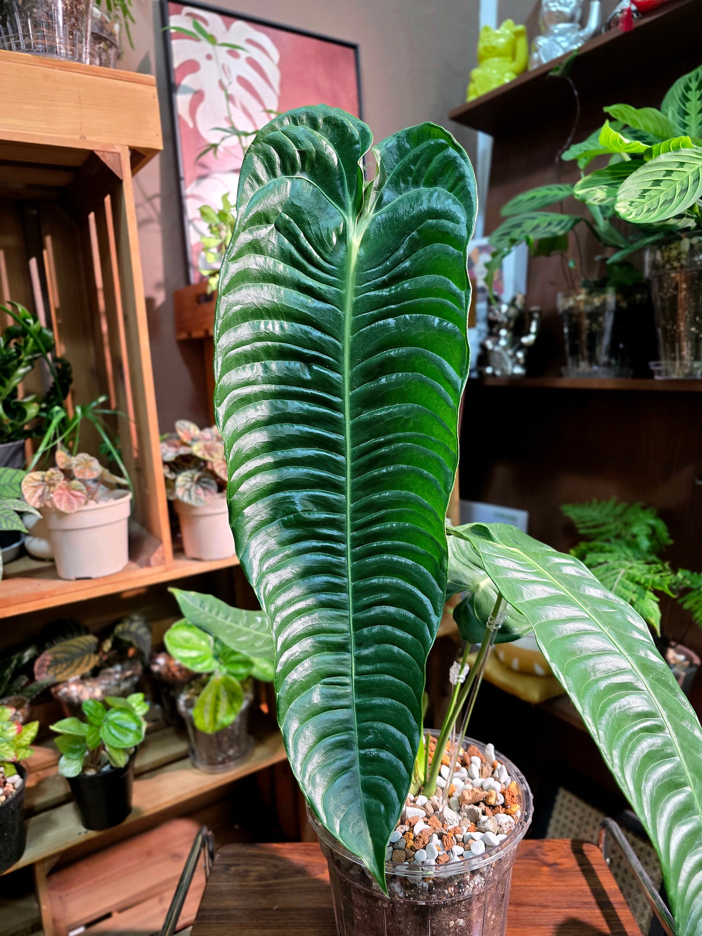Anthurium veitchii (King Anthurium)