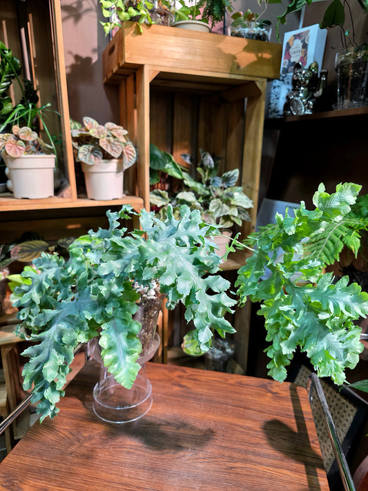 Phlebodium aureum davana 綴化藍星水龍骨