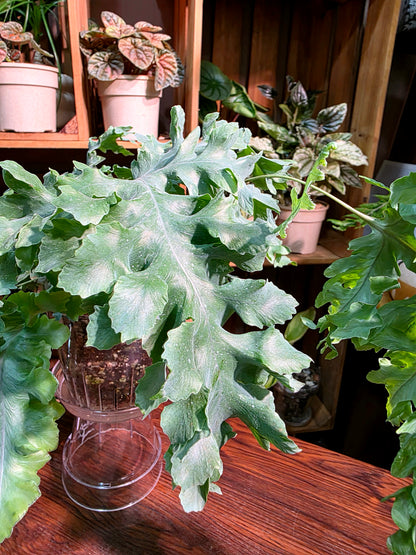 Phlebodium aureum 'Davana' Crested Blue Star Fern