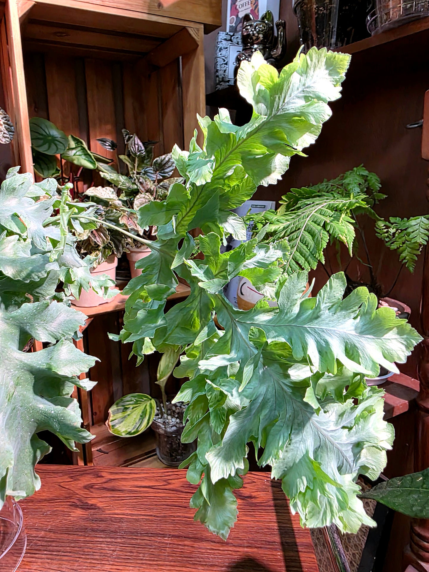Phlebodium aureum 'Davana' Crested Blue Star Fern
