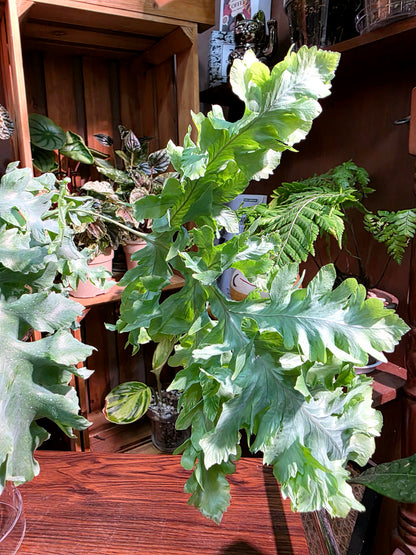 Phlebodium aureum 'Davana' Crested Blue Star Fern