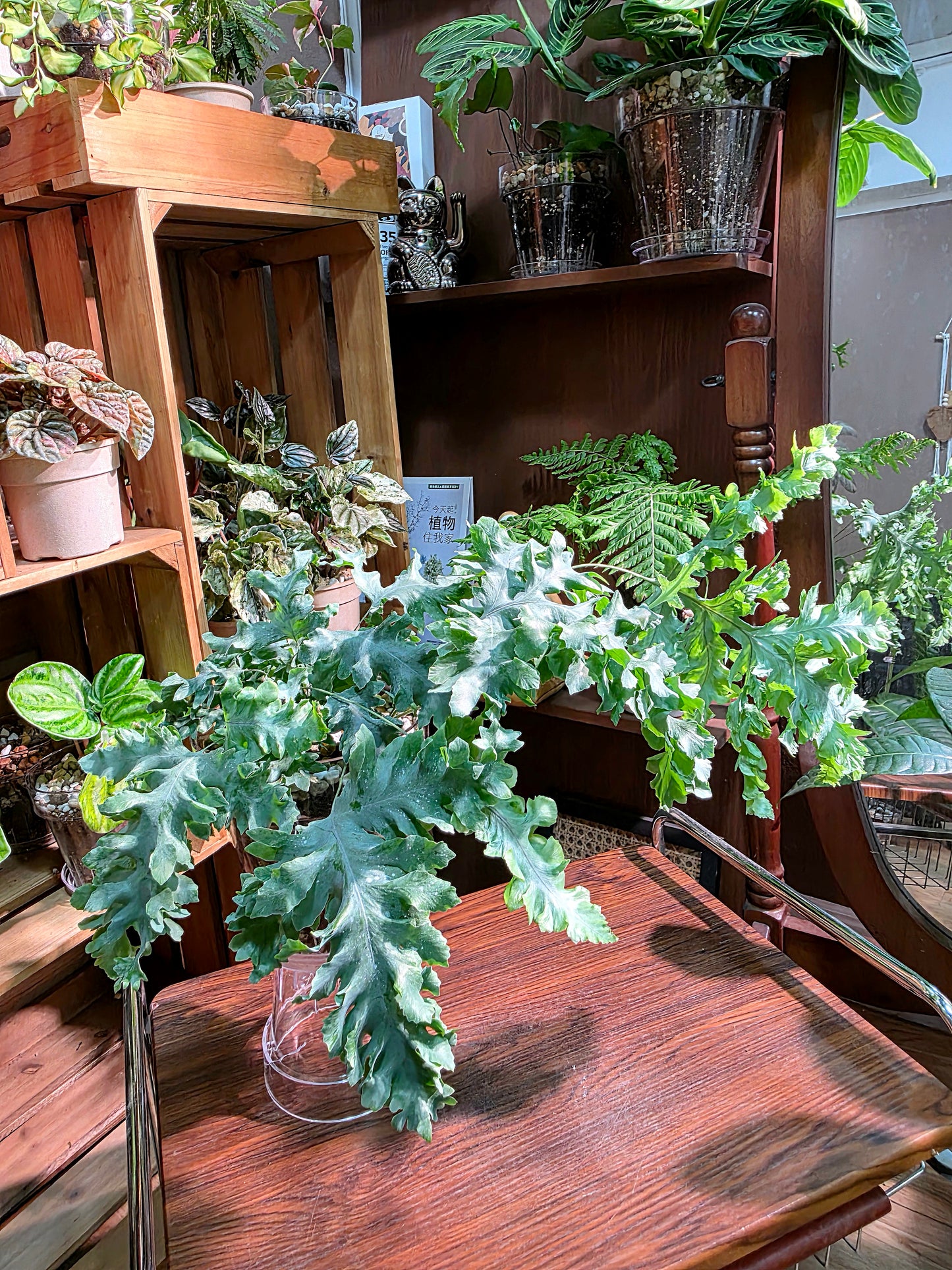 Phlebodium aureum 'Davana' Crested Blue Star Fern