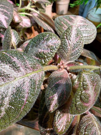 Episcia cupreata 'Kee Wee'