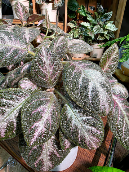 Episcia cupreata 'Kee Wee'