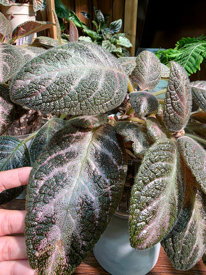 Episcia cupreata 'Kee Wee'