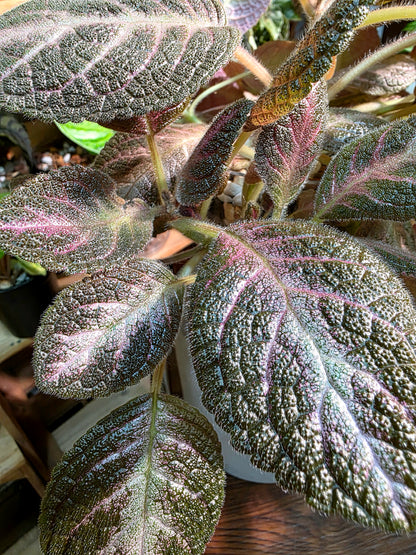 Episcia cupreata 'Kee Wee'