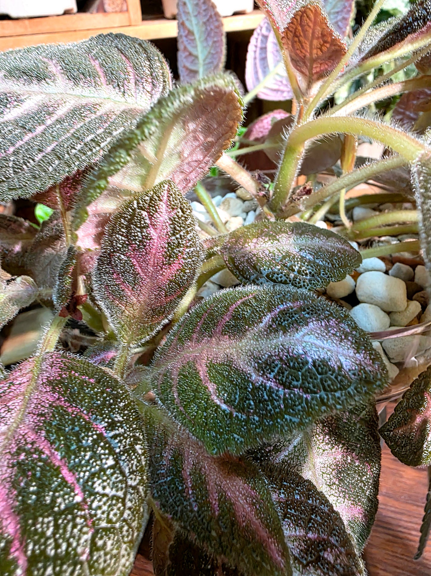 Episcia cupreata 'Kee Wee'
