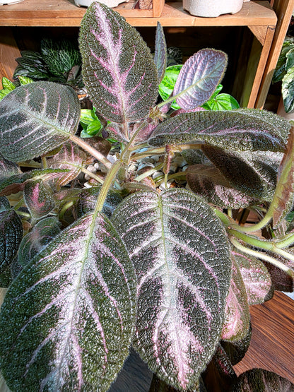 Episcia cupreata 'Kee Wee'