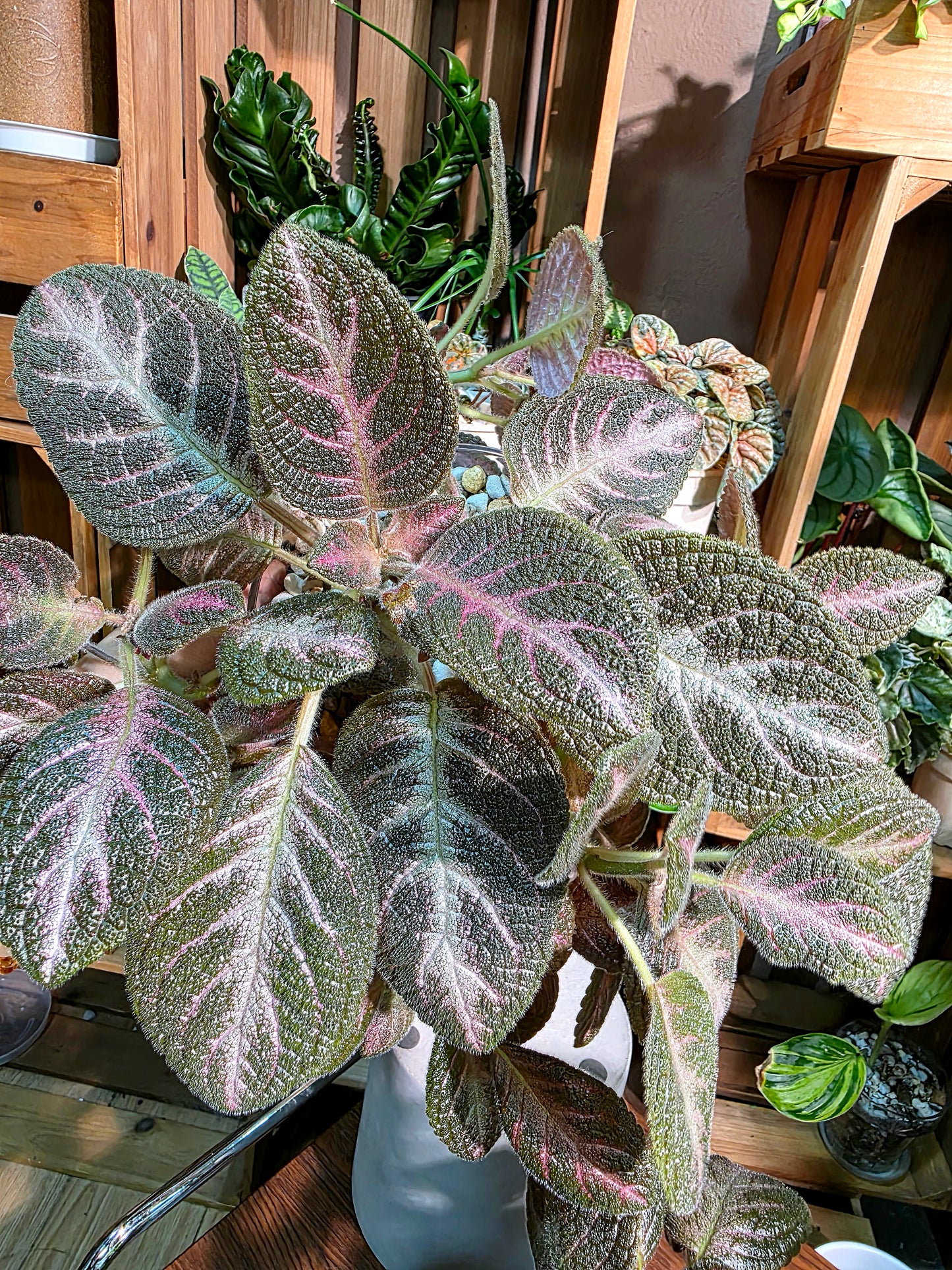 Episcia cupreata 'Kee Wee'