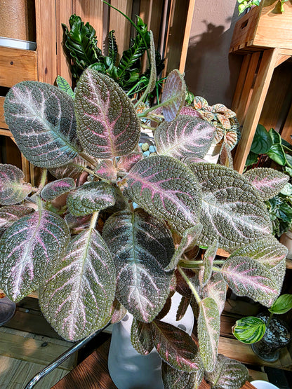 Episcia cupreata 'Kee Wee'